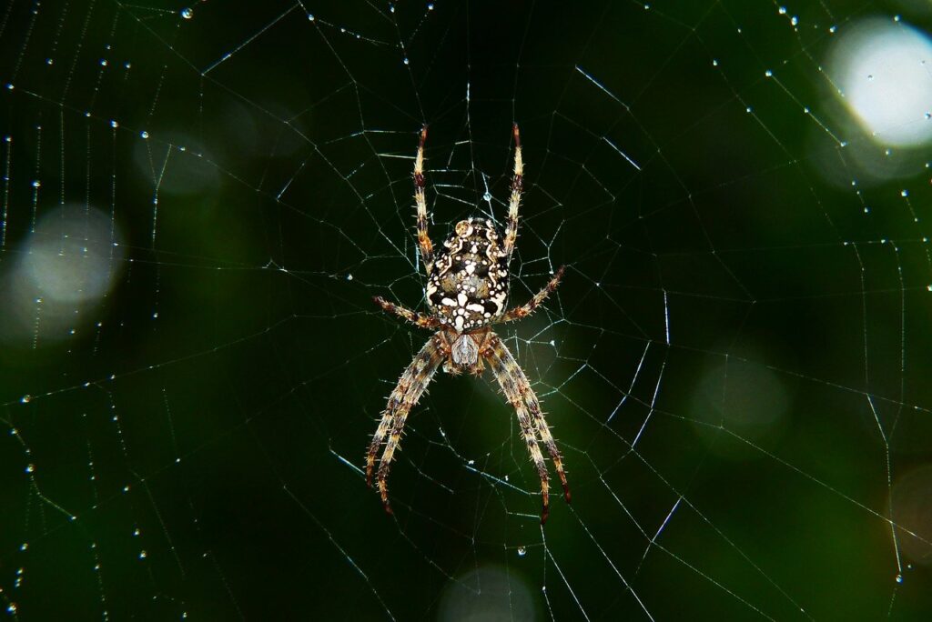 Comment vivre harmonieusement avec les araignées domestiques ? Guide pour les femmes modernes